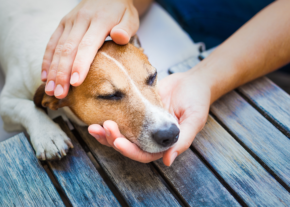 Hands gently petting a beagle